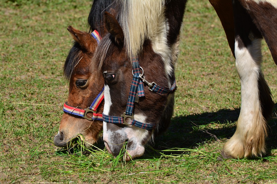 Podstawowa pielegnacja koni – czego potrzebuje kazdy kon